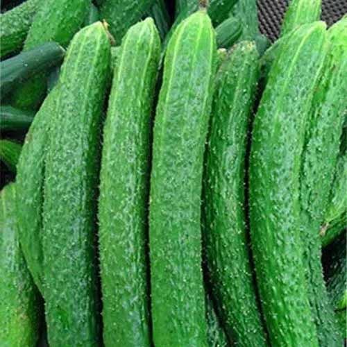黃(huáng)瓜